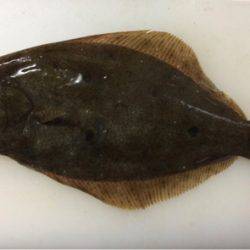 小さいアオリ胴長29とヒラメゲット