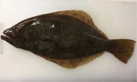 小さいアオリ胴長29とヒラメゲット