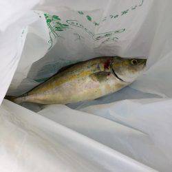 アタリはあるが、釣れない。。