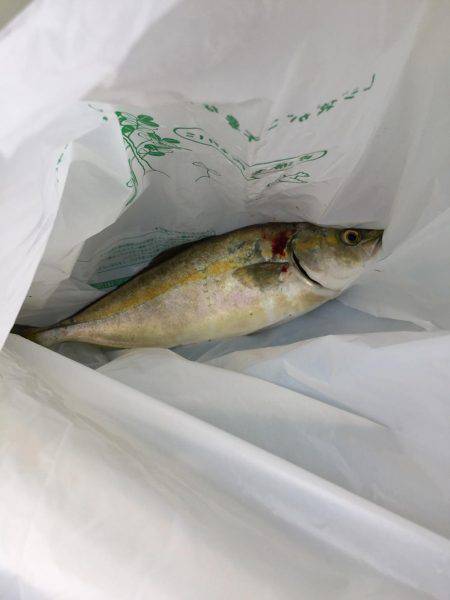 アタリはあるが、釣れない。。