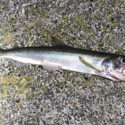 北海道ロックフィッシュはヤル気満々！