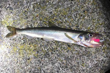 北海道ロックフィッシュはヤル気満々！