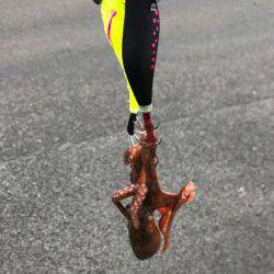 乗りわる〜ぅ。