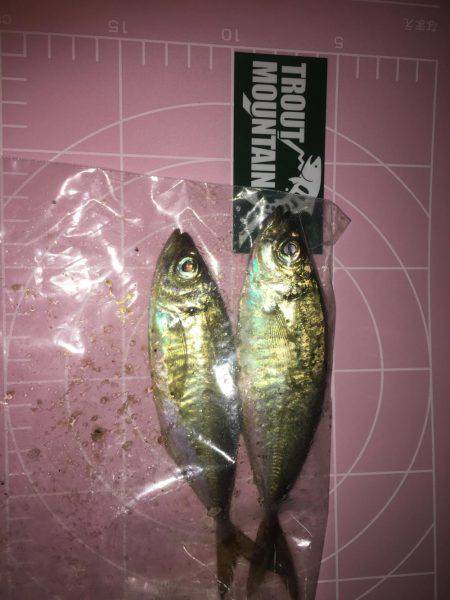 仕事帰りの1時間アジング勝負！