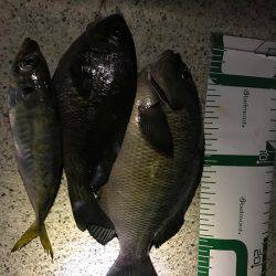 富山県魚津港フカセ夜釣り