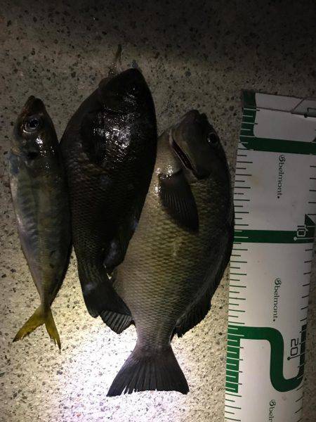 富山県魚津港フカセ夜釣り