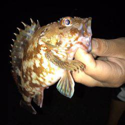 アジュール舞子でジグサビキ！！