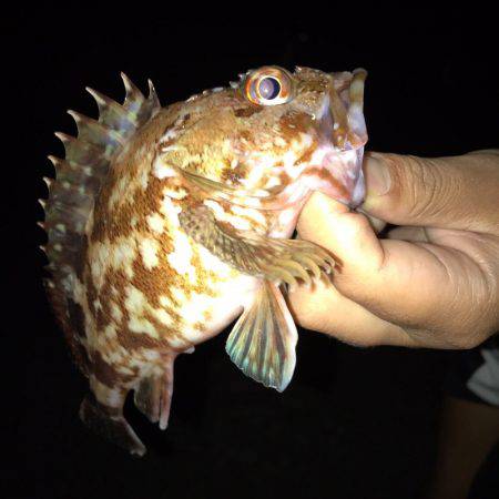 アジュール舞子でジグサビキ！！