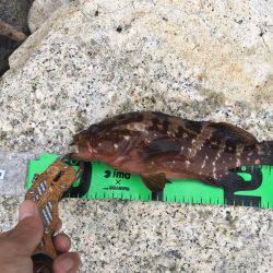 ロックフィッシング