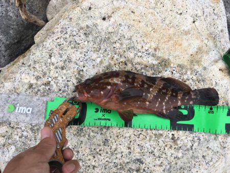 ロックフィッシング