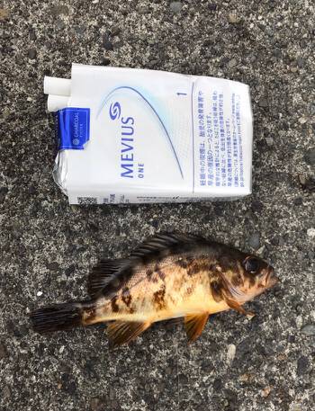 メバリング！！