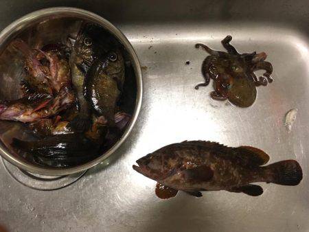 ロックフィッシュ