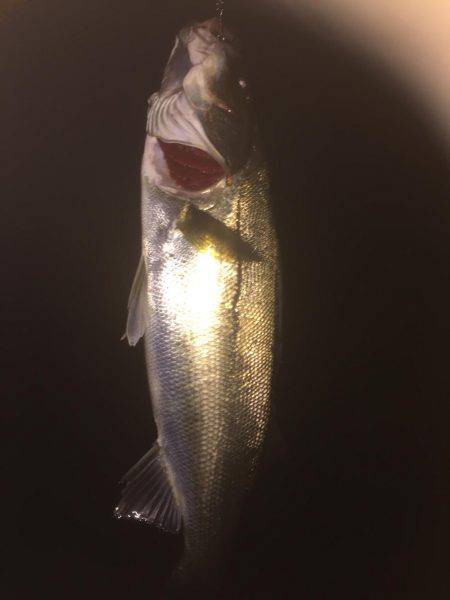 シーバスのはずが(T . T)