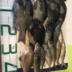 福井県越前海岸 地磯フカセ釣りグレ