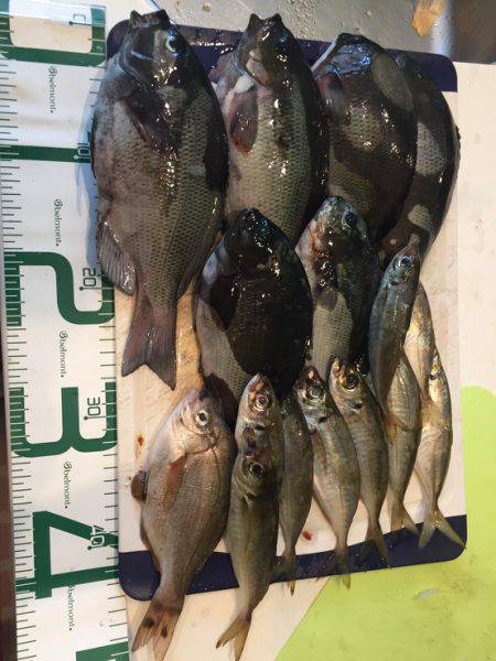 福井県越前海岸 地磯フカセ釣りグレ