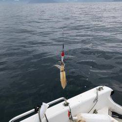 マイボートで昼間のイカメタルゲーム