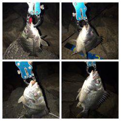 梅雨の淀川 キビレゲーム