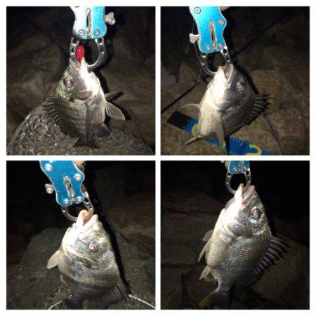 梅雨の淀川 キビレゲーム