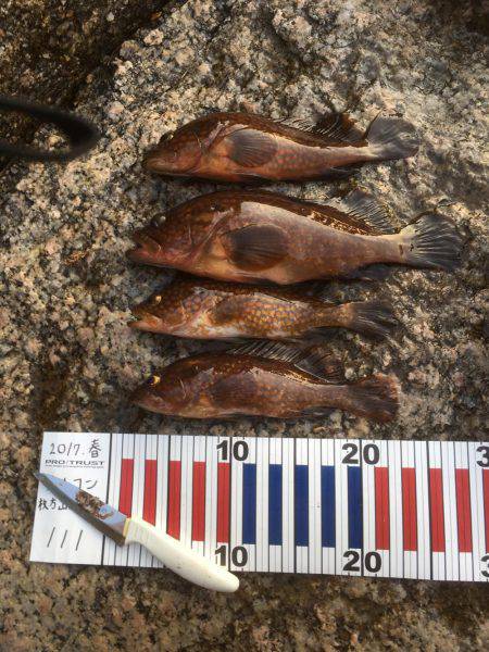 ロックフィッシュ