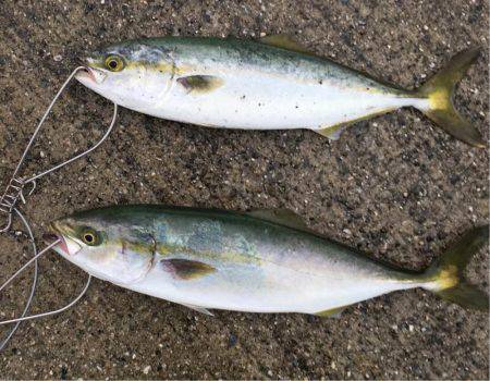 豪雨の後にツバスの回遊あり