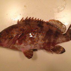 ロックフィッシュ