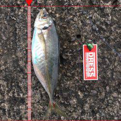 魚が大きくなってきたねー