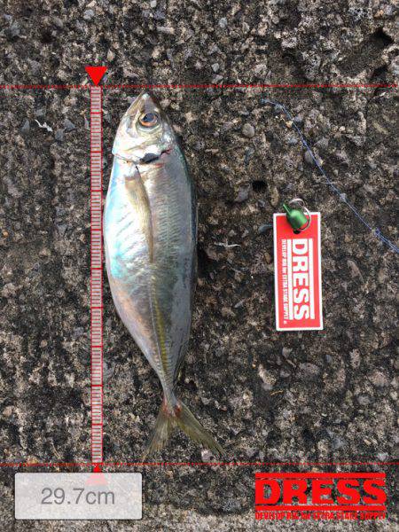 魚が大きくなってきたねー