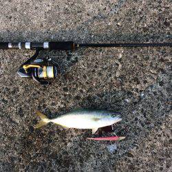 つばすゲットだぜ！！