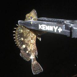 ガシラフィーバー！