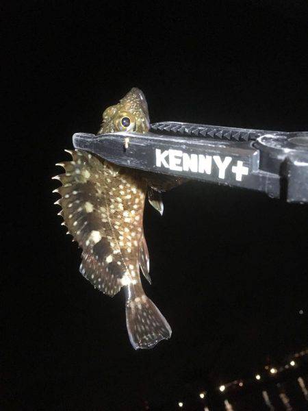 ガシラフィーバー！