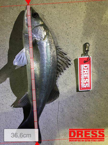 表層バチパターン