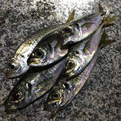 先月と比較してアタリ激減…