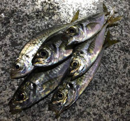 先月と比較してアタリ激減...