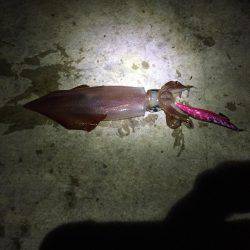 ケンサキイカ エギング