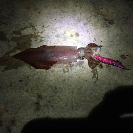 ケンサキイカ エギング