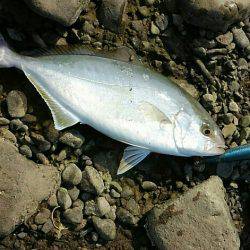 カンパチ(シオ)！