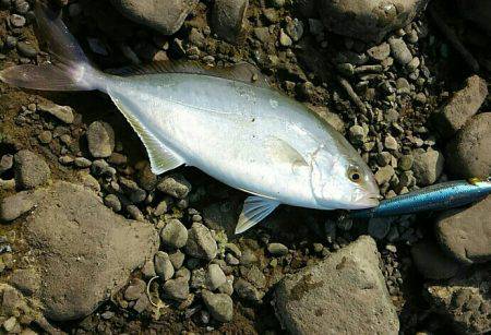 カンパチ(シオ)！