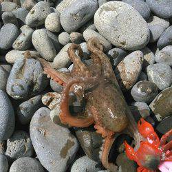 強風のタコ上げ