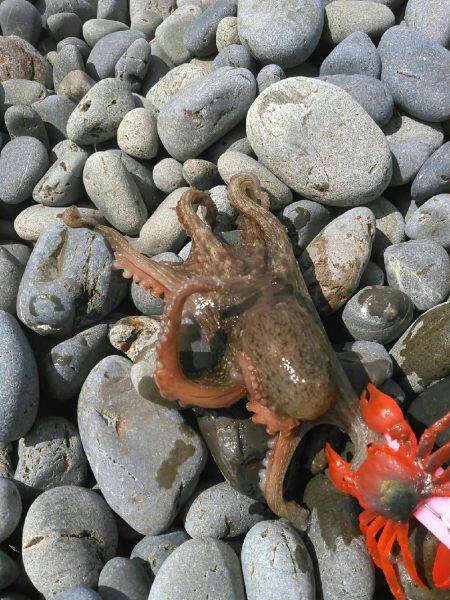 強風のタコ上げ