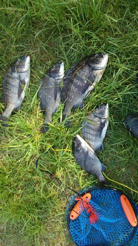 のっこみ終わりのチヌ状況