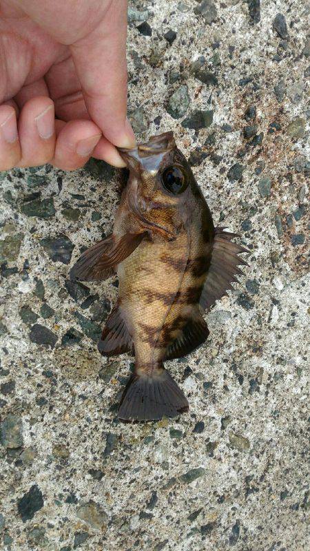 ショアジギ　難しい