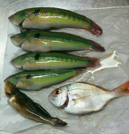 大潮の干潮ファイト(๑•̀ㅂ•́)و✧