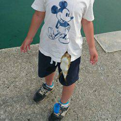 豆アジが湧いている