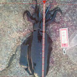 初   春イカ❗❗❗