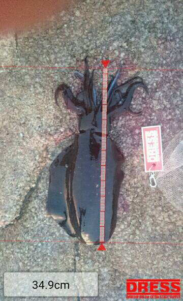 初   春イカ❗❗❗