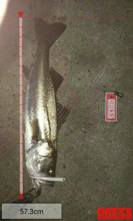 ナイトシーバス