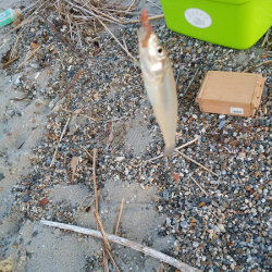 チョイ投げのキス釣り