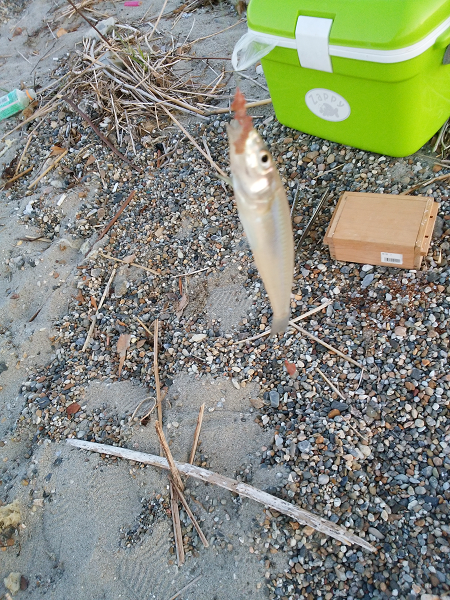 チョイ投げのキス釣り