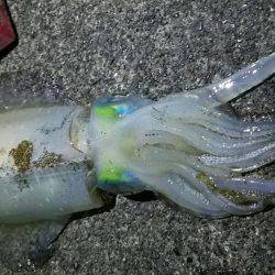 焼津　ふぃっしゅーな　アオリイカその他カサゴなど