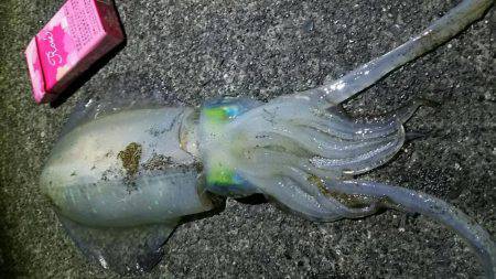 焼津　ふぃっしゅーな　アオリイカその他カサゴなど